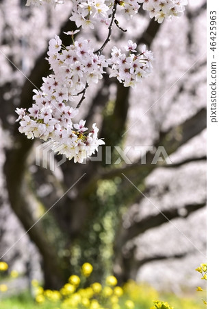 Row of cherry blossoms and rape blossoms in Yoshimi-cho cherry blossom park 46425963
