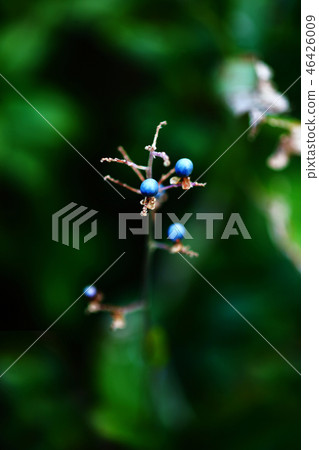 Blue fruit of Yabumyouga Blue fruit of Yabumyouga 46426009