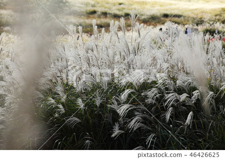 Susuki of Akine Peak Plateau 46426625