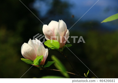 美麗的木蓮花 46426681