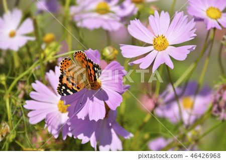 Cowpea and Cosmos 46426968