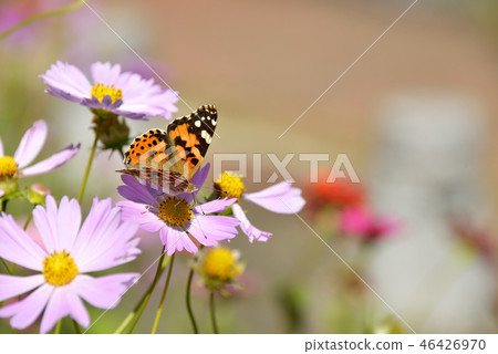 Flower and butterfly 46426970
