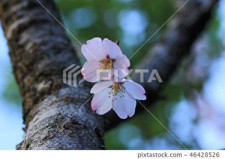 Edhiganzakura opens to the spring and sun cleanly Edhiganzakura opens to the spring and sun cleanly 46428526