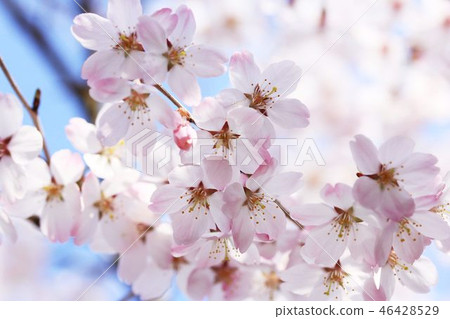 Edhiganzakura清潔地打開了春天和陽光 Edhiganzakura清潔地打開了春天和陽光 46428529