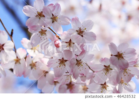 Edhiganzakura opens to the spring and sun cleanly 46428532