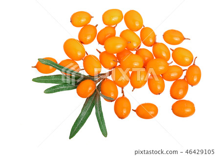 Sea buckthorn. Fresh ripe berry with leaves isolated on white background. Top view. Flat lay pattern Sea buckthorn. Fresh ripe berry with leaves isolated on white background. Top view. Flat lay pattern 46429105