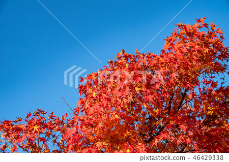 紅色玫瑰和藍天 紅色玫瑰和藍天 46429338