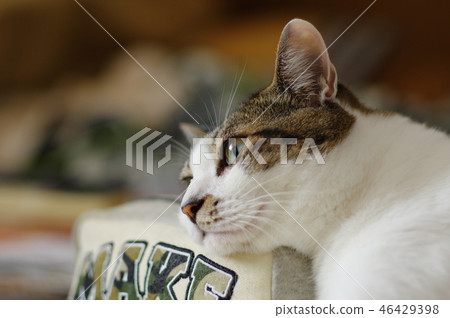 Cute cat Cute cat 46429398