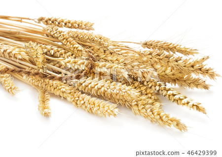 ears of wheat ears of wheat 46429399