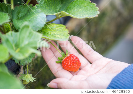  Grass stalk grass stake garden water fruit Taiwan agriculture agriculture slaughter grass slaughter strawberry strawberry strawberries 46429560