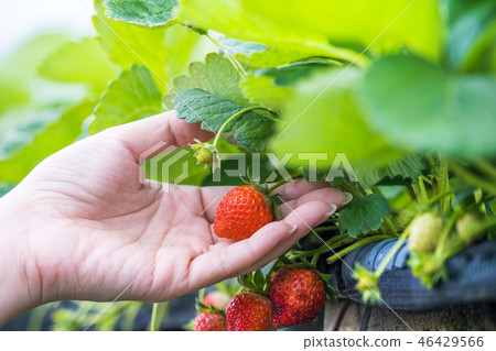  Grass stalk grass stake garden water fruit Taiwan agriculture agriculture slaughter grass slaughter strawberry strawberry strawberries 46429566