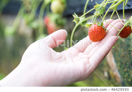  Grass stalk grass stake garden water fruit Taiwan agriculture agriculture slaughter grass slaughter strawberry strawberry strawberries 46429593