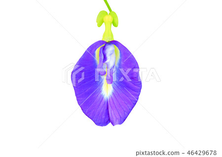 Butterfly pea flower Blue pea isolated on white Butterfly pea flower Blue pea isolated on white 46429678