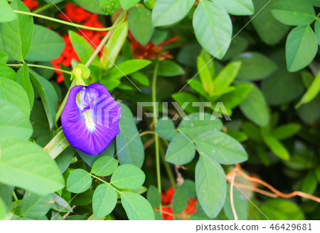 Butterfly pea flower Blue pea and leaf in nature Butterfly pea flower Blue pea and leaf in nature 46429681
