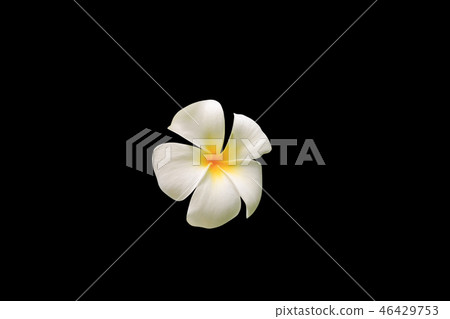 Plumeria flower white - yellow isolated on black Plumeria flower white - yellow isolated on black 46429753
