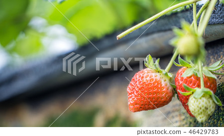 Grass sorghum grass stake garden water fruit Taiwan winter winter winter agriculture grass stalk strawberry strawberry strawberries 46429783