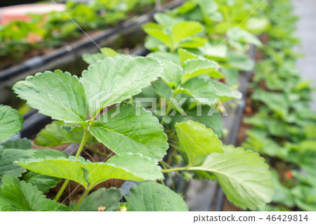 Grass sorghum grass stake garden water fruit Taiwan winter winter winter agriculture grass stalk strawberry strawberry strawberries 46429814