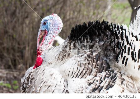 Portrait of a turkey male or gobbler closeup on a green background Portrait of a turkey male or gobbler closeup on a green background 46430135