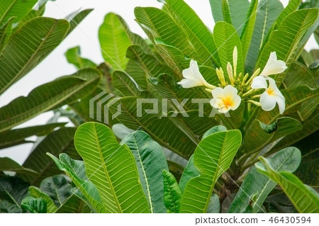 Plumeria flower white - yellow on tree Plumeria flower white - yellow on tree 46430594