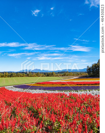 北海道美瑛町四季彩之丘展望台花田 照片素材 圖片 圖庫