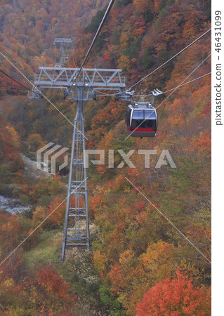 At Tanigawadake Ropeway of autumn leaves 46431099