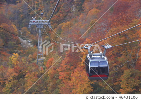 At Tanigawadake Ropeway of autumn leaves 46431100