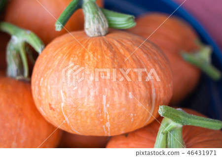 Fresh japanese pumpkin Fresh japanese pumpkin 46431971