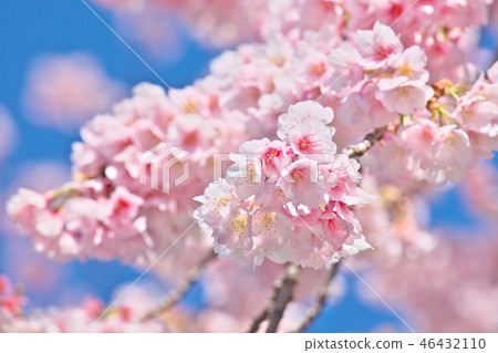 開花在藍天的櫻花 開花在藍天的櫻花 46432110