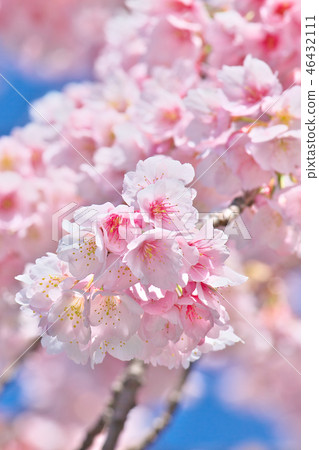 開花在藍天的櫻花 開花在藍天的櫻花 46432111