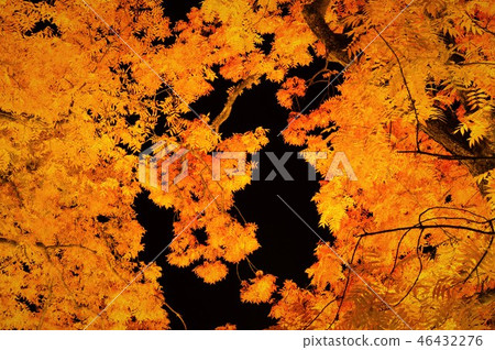 漂浮在噴氣機黑色的秋葉 漂浮在噴氣機黑色的秋葉 46432276