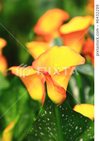 綻放的海芋(馬蹄蓮) 綻放的海芋(馬蹄蓮) 46432289