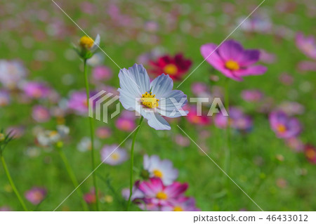Cosmos, cosmos field, garden 46433012