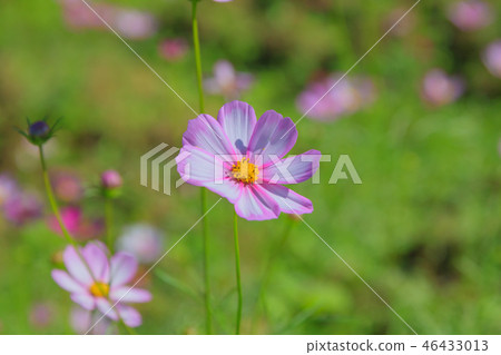Cosmos, cosmos field, garden Cosmos, cosmos field, garden 46433013