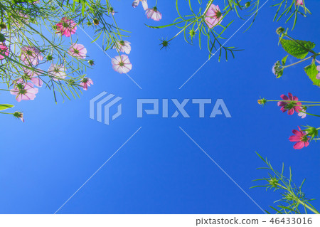 大波斯菊,大波斯菊田地,花園 大波斯菊,大波斯菊田地,花園 46433016