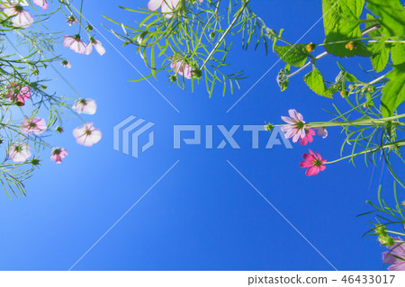 大波斯菊,大波斯菊田地,花園 大波斯菊,大波斯菊田地,花園 46433017