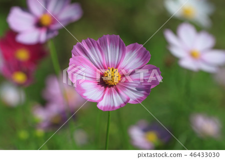 Cosmos, cosmos field, garden 46433030
