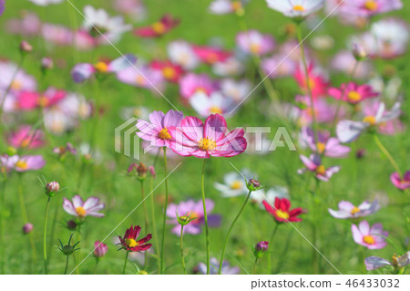 Cosmos, cosmos field, garden 46433032