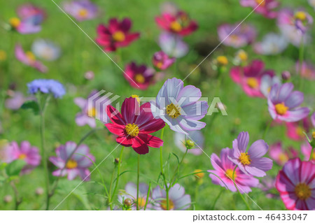 大波斯菊,大波斯菊田地,花園 大波斯菊,大波斯菊田地,花園 46433047