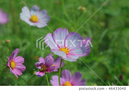 Cosmos, cosmos field, garden Cosmos, cosmos field, garden 46433048