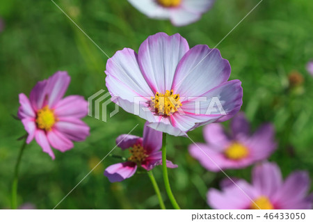 大波斯菊,大波斯菊田地,花園 大波斯菊,大波斯菊田地,花園 46433050