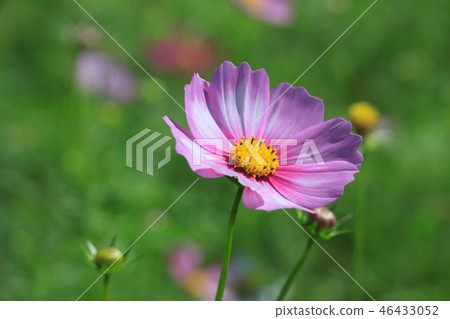 大波斯菊,大波斯菊田地,花園 大波斯菊,大波斯菊田地,花園 46433052