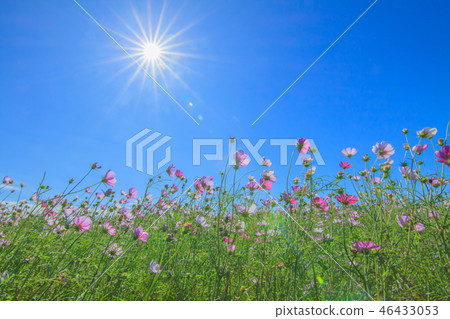 大波斯菊,大波斯菊田地,花園 大波斯菊,大波斯菊田地,花園 46433053