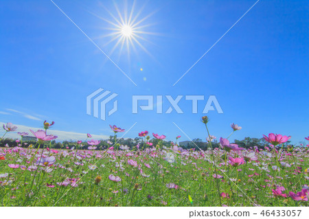 大波斯菊,大波斯菊田地,花園 大波斯菊,大波斯菊田地,花園 46433057