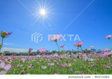 大波斯菊,大波斯菊田地,花園 大波斯菊,大波斯菊田地,花園 46433060
