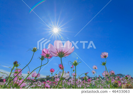 大波斯菊,大波斯菊田地,花園 大波斯菊,大波斯菊田地,花園 46433063