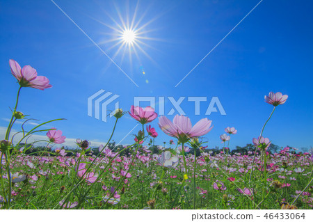 大波斯菊,大波斯菊田地,花園 大波斯菊,大波斯菊田地,花園 46433064