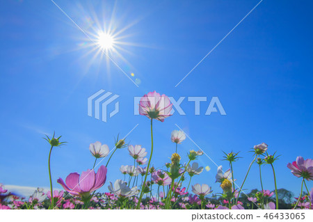 Cosmos, cosmos field, garden Cosmos, cosmos field, garden 46433065