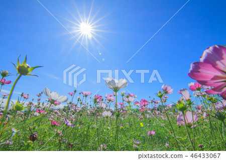 大波斯菊,大波斯菊田地,花園 大波斯菊,大波斯菊田地,花園 46433067