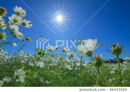 Cosmos, cosmos field, garden 46433084