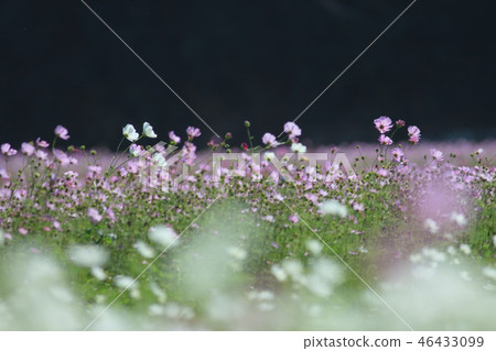 大波斯菊,大波斯菊田地,花園 大波斯菊,大波斯菊田地,花園 46433099
